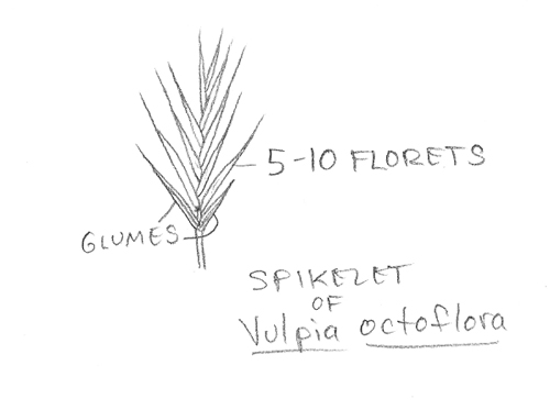 Vulpia-octoflora-spikelet